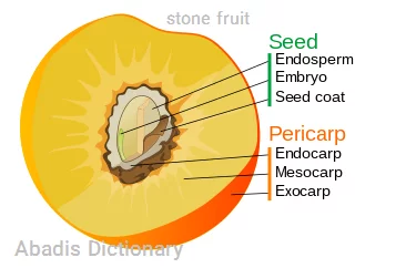 stone fruit